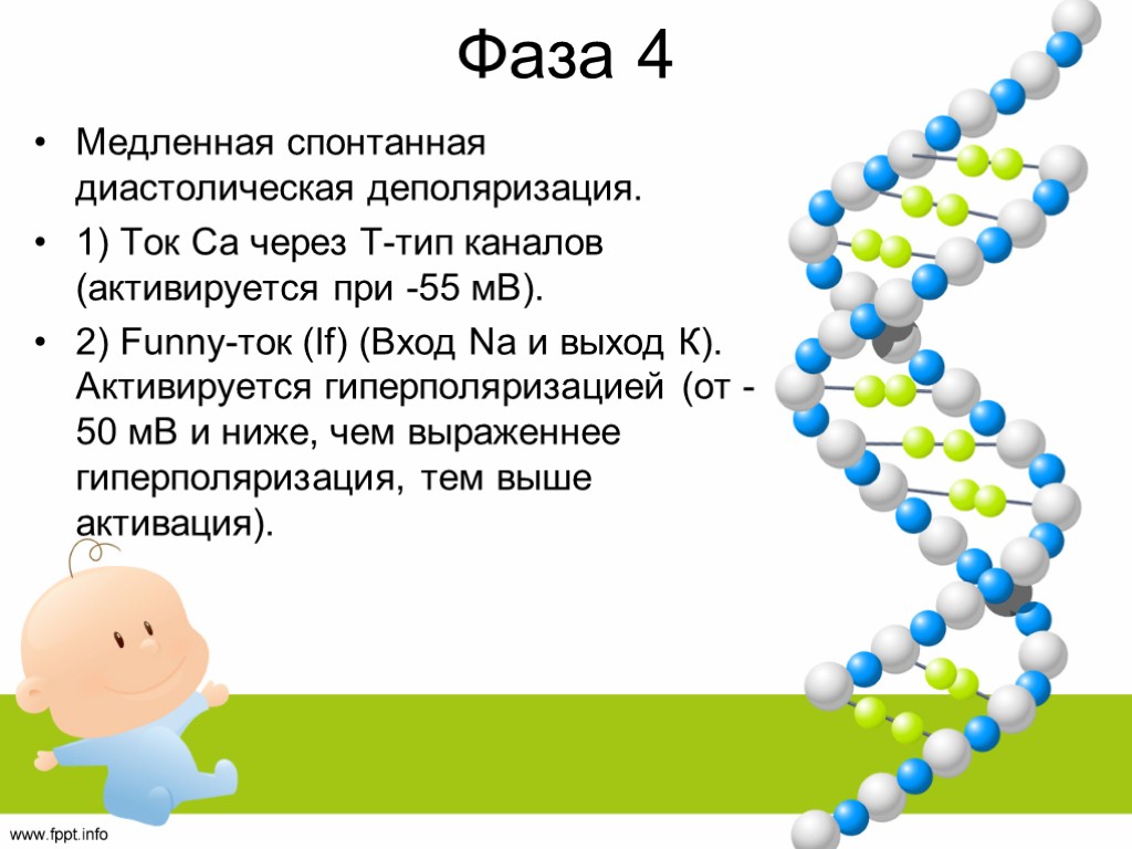 Фаза 4 Медленная спонтанная диастолическая деполяризация. 1) Ток Са через Т-тип каналов (активируется при